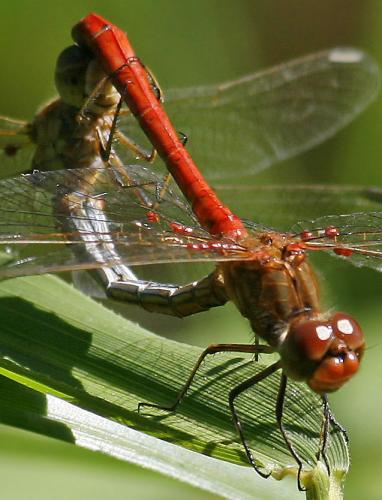 Sympetrum meridionale