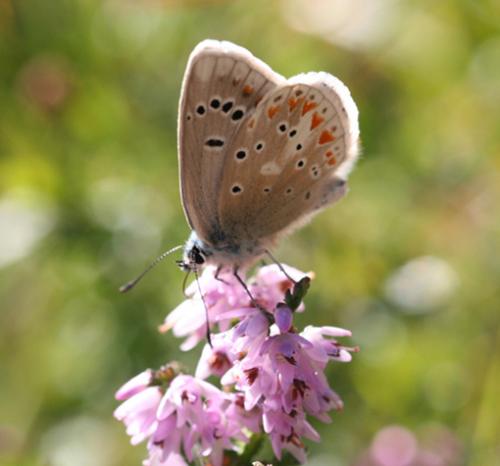Réf. 25 959 : Polyommatus dorylas