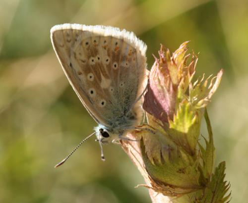Polyommatus dorylas