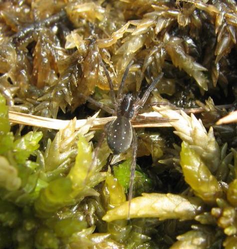 Piratula latitans