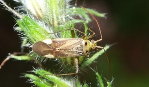 Adelphocoris sp.