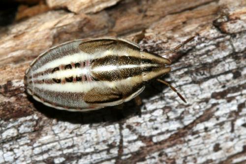 Réf. 25 320 : Aelia rostrata cognata