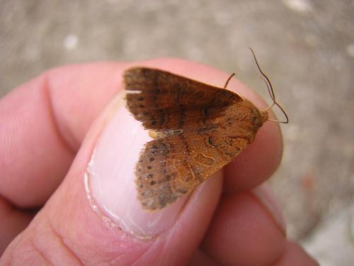 Réf. 25 304 : Agrochola pistacinoides