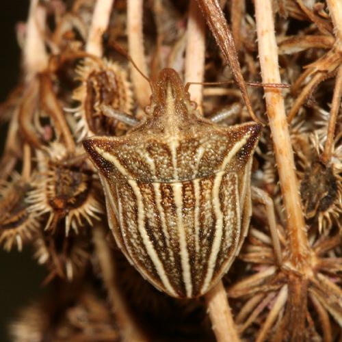 Ancyrosoma leucogrammes