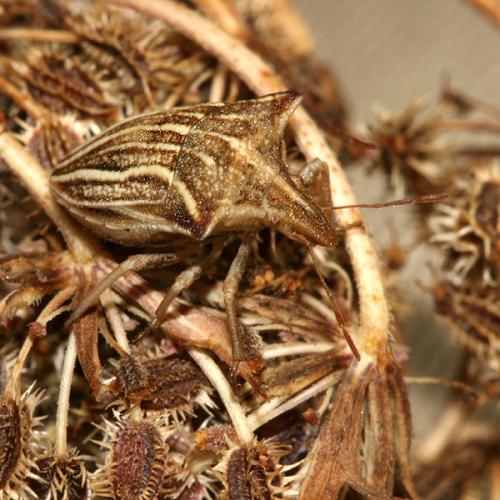 Ancyrosoma leucogrammes