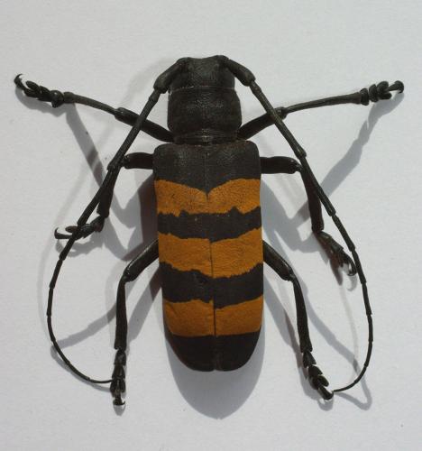 Réf. 25 580 : Analeptes trifasciata