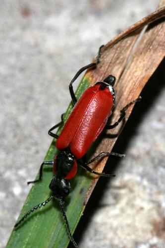 Réf. 25 550 : Anthocomus rufus