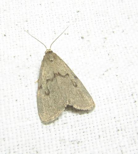 Apaidia mesogona