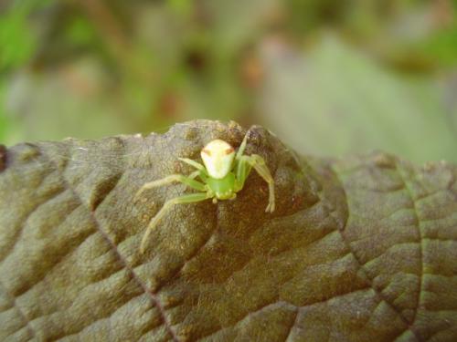 Ebrechtella tricuspidata