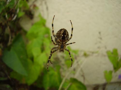 Araneus diadematus