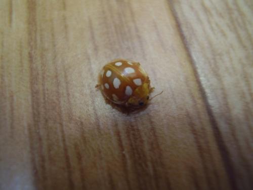 Halyzia sedecimguttata