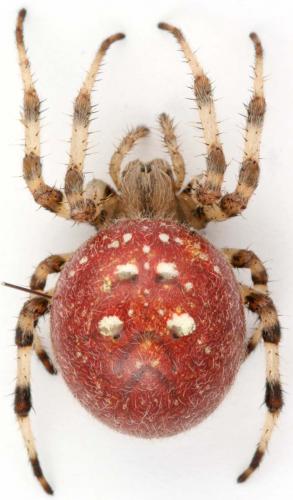 Araneus quadratus