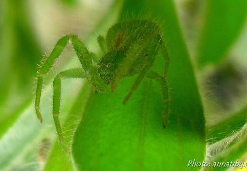 Heriaeus sp.