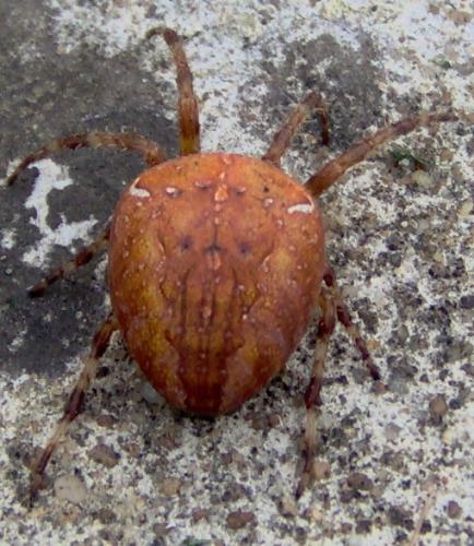 Araneus diadematus