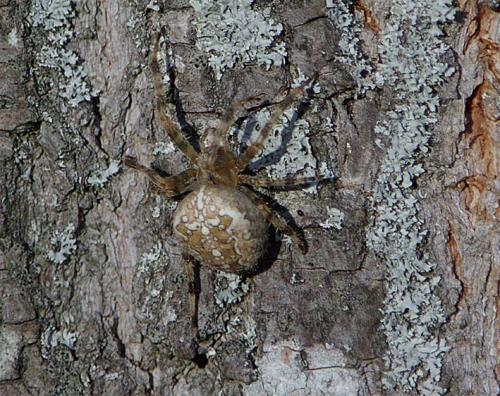 Araneus diadematus