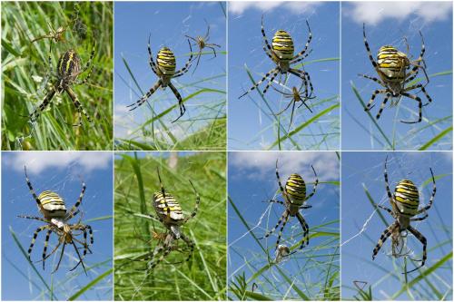 Argiope bruennichi