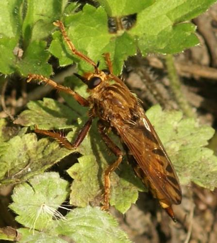 Réf. 25 382 : Asilus crabroniformis