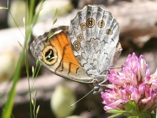 Lasiommata maera