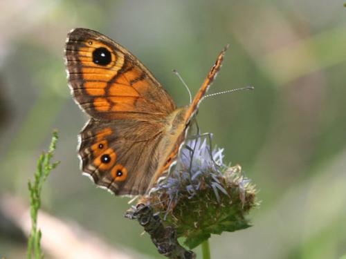 Lasiommata maera