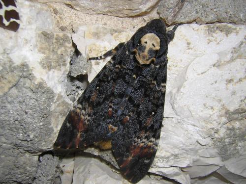 Réf. 25 864 : Acherontia atropos