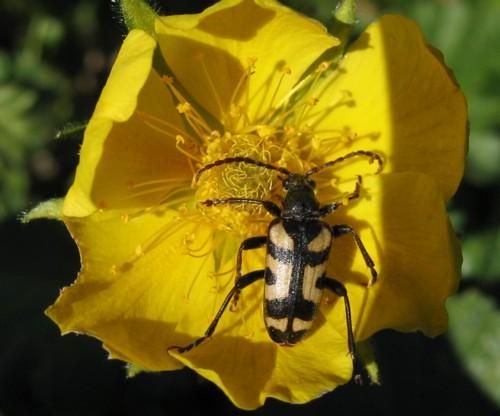 Brachyta borni