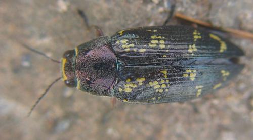 Buprestis bertheloti