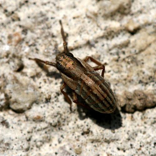 Réf. 25 809 : Caliscelis bonellii
