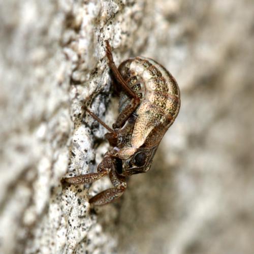 Réf. 25 810 : Caliscelis bonellii