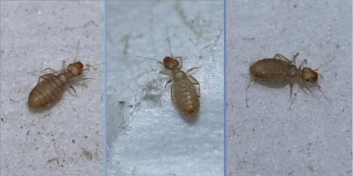 Liposcelis sp.