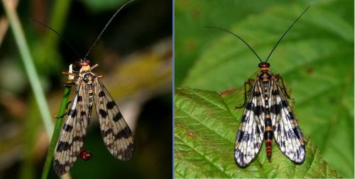 Panorpa meridionalis