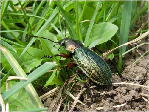 Carabus monilis
