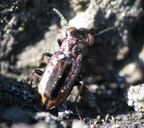 Réf. 25 386 : Notiophilus quadripunctatus