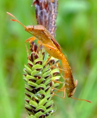 Réf. 25 230 : Rhopalus maculatus