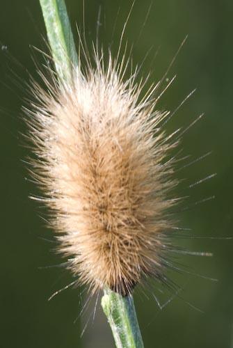 Phragmatobia fuliginosa