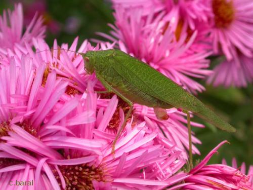 Phaneroptera nana