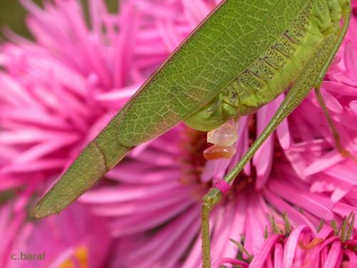 Phaneroptera nana