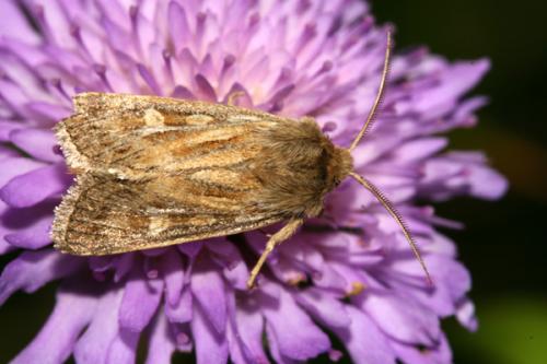 Réf. 25 551 : Cerapteryx graminis