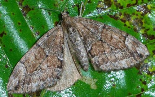 Thera sp.