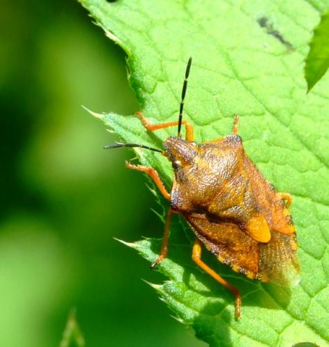 Carpocoris purpureipennis
