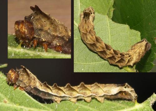 Thyatira batis