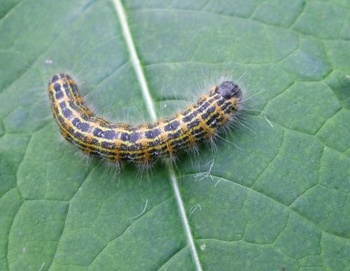 Phalera bucephala