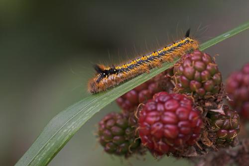 Euthrix potatoria