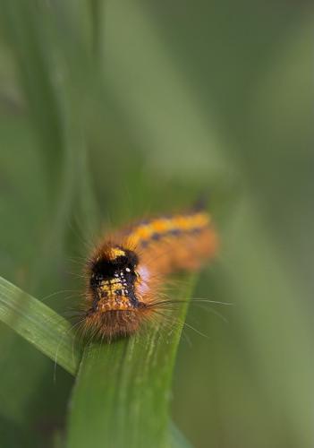 Euthrix potatoria