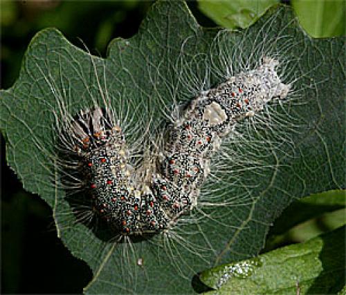 Réf. 25 149 : Subacronicta megacephala