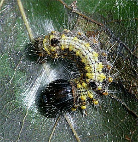 Clostera curtula