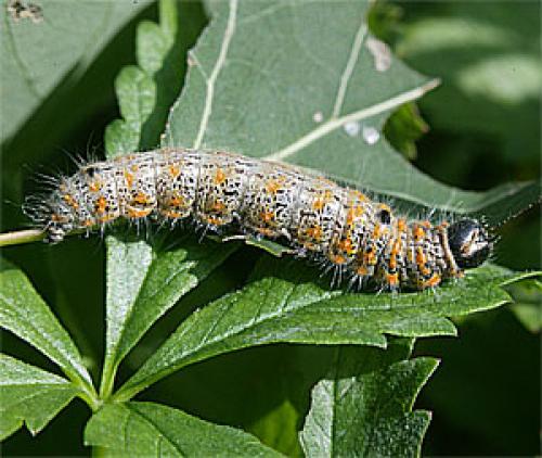 Réf. 25 370 : Clostera curtula