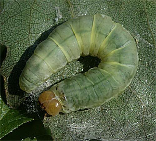 Réf. 25 371 : Tethea ocularis