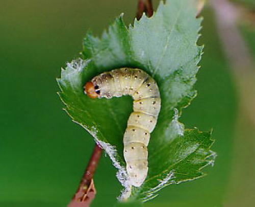 Achlya flavicornis