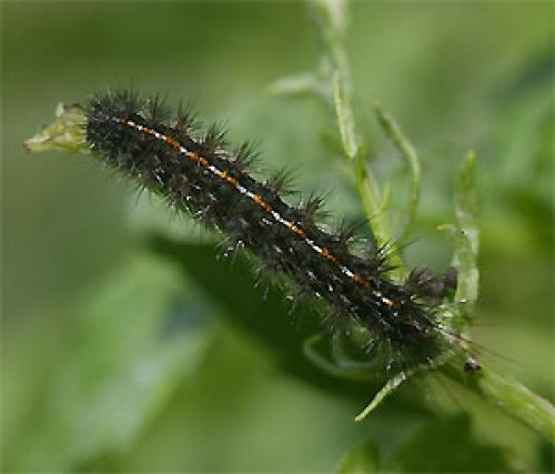 Réf. 25 535 : Diacrisia sannio
