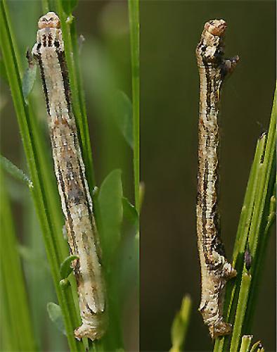 Réf. 25 536 : Ectropis crepuscularia